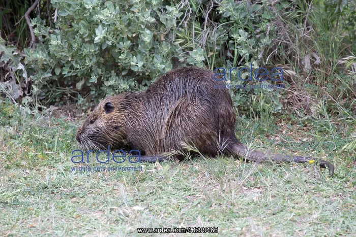 : 80192925 Single Coypu Camargue, France Myocastor : 80192925 Single Coypu Camargue, France Myocastor