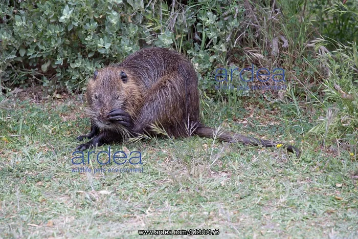 : 80192926 Single Coypu Camargue, France Myocastor : 80192926 Single Coypu Camargue, France Myocastor