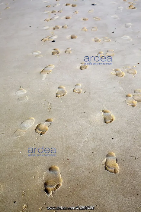 : 80192927 Footprints - on sandy beach Dune of Pyla : 80192927 Footprints - on sandy beach Dune of Pyla
