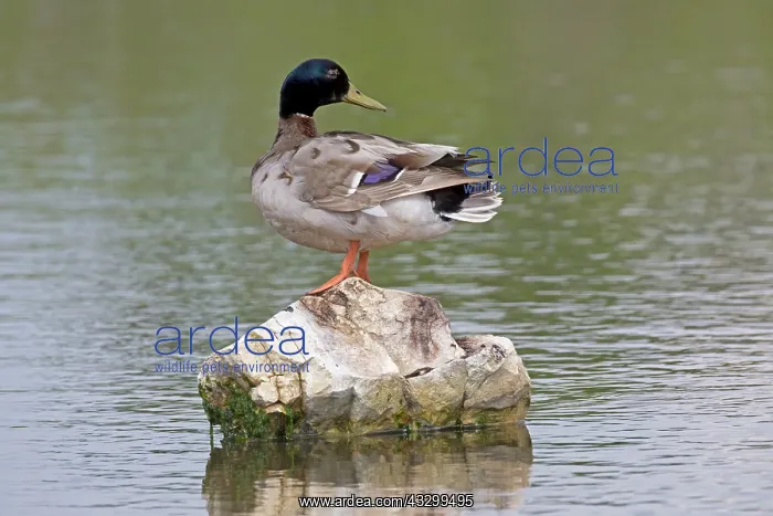 : 80192929 Mallard Reserve Ornithologique du Teich : 80192929 Mallard Reserve Ornithologique du Teich