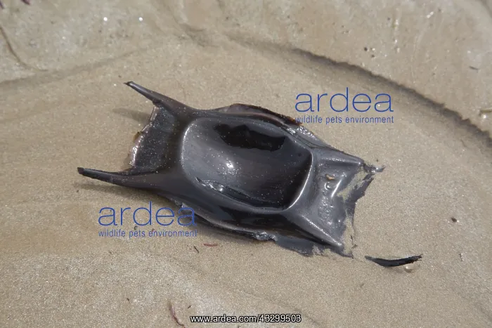 : 80192930 Mermaid's Purse - washed up on beach La : 80192930 Mermaid's Purse - washed up on beach La