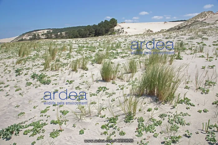 : 80192937 Sand Dunes - encroaching on Pine Trees : 80192937 Sand Dunes - encroaching on Pine Trees