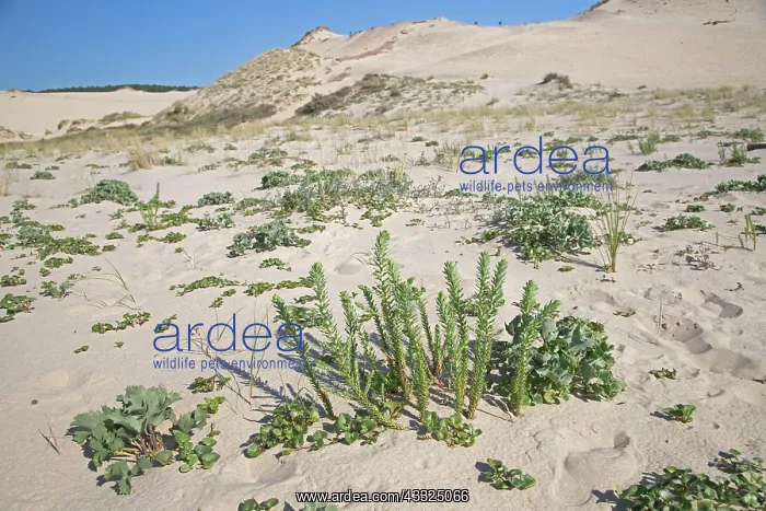 : 80192938 Plants - recolonising sand dunes Dune of : 80192938 Plants - recolonising sand dunes Dune of