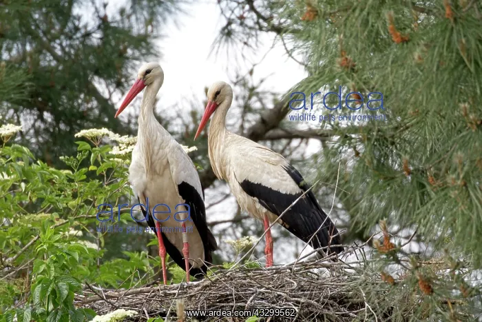 : 80192940 European White Storks - on nest Reserve : 80192940 European White Storks - on nest Reserve