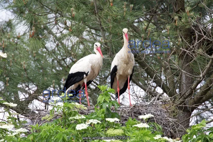  : 80192941 European White Storks - on nest Reserve