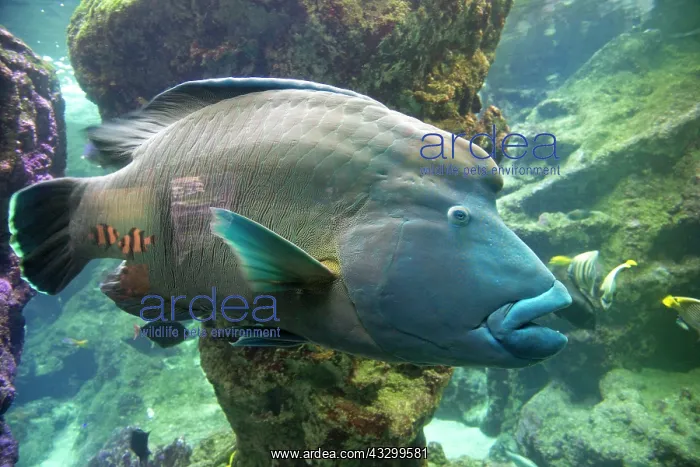 : 80192943 Humphead Wrasse Oceanarium, Brest, France : 80192943 Humphead Wrasse Oceanarium, Brest, France