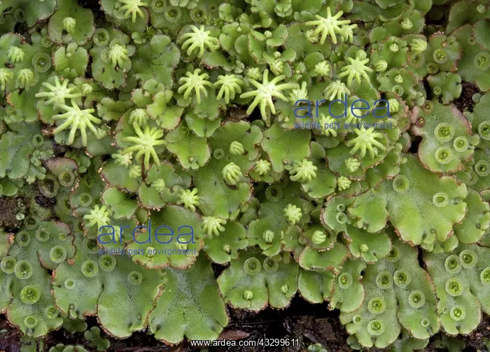 : 80192946 Foliaceous folliose thallose liveworts : 80192946 Foliaceous folliose thallose liveworts