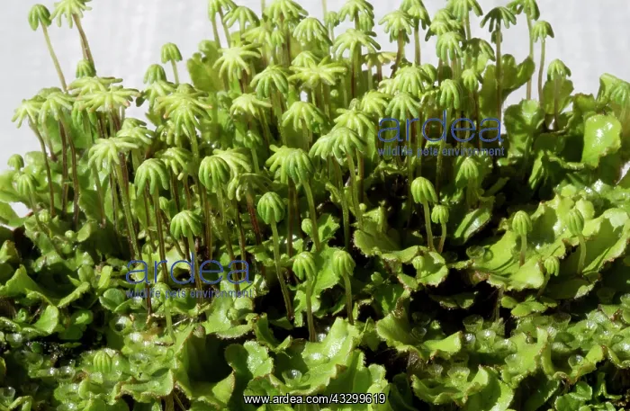 : 80192947 Foliaceous - liverworts with fruiting bodies : 80192947 Foliaceous - liverworts with fruiting bodies