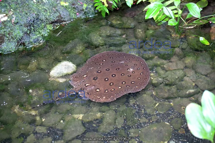  : 80192948 Motoro Stingray Oceanarium, France Potamotrygon