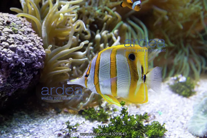 : 80192950 Orange-banded Coralfish Oceanarium, Brest : 80192950 Orange-banded Coralfish Oceanarium, Brest