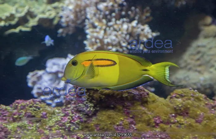 : 80192951 Orangespot Surgeonfish Oceanarium, Brest : 80192951 Orangespot Surgeonfish Oceanarium, Brest
