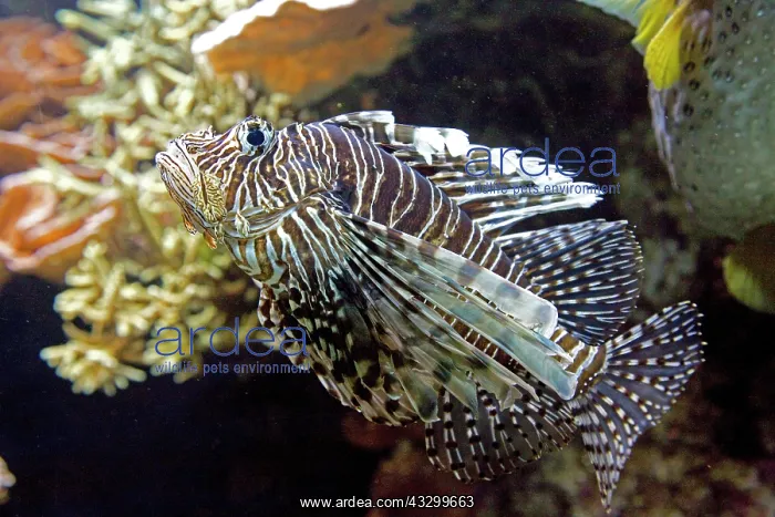 : 80192952 Red Lionfish Oceanarium, Brest, France : 80192952 Red Lionfish Oceanarium, Brest, France