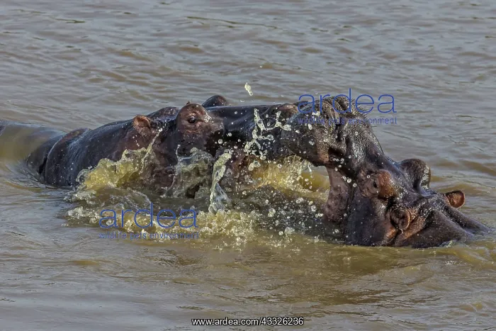 : 80192966 Hippos - play fighting Mara River, Masai : 80192966 Hippos - play fighting Mara River, Masai