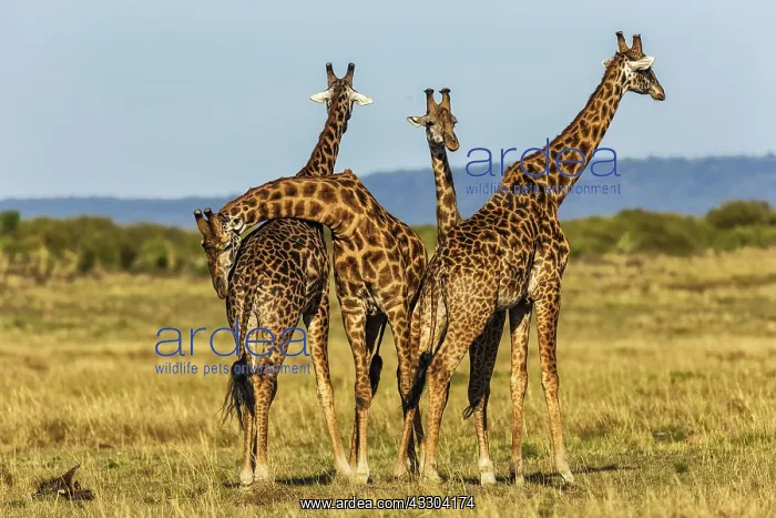 : 80192967 Giraffes - necking Masai Mara, Kenya Giraffa : 80192967 Giraffes - necking Masai Mara, Kenya Giraffa