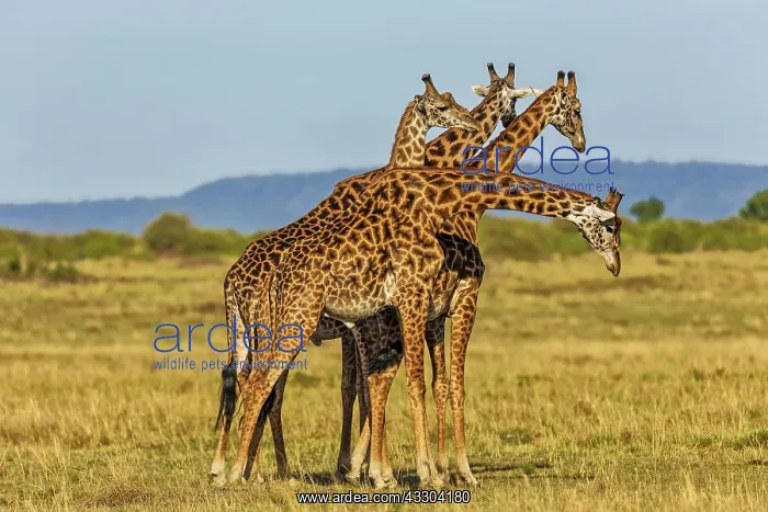 : 80192968 Giraffes - necking Masai Mara, Kenya Giraffa : 80192968 Giraffes - necking Masai Mara, Kenya Giraffa