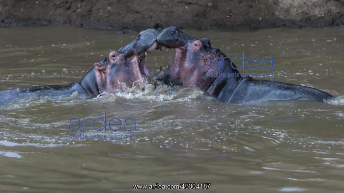 : 80192969 Hippos - play fighting Mara River, Masai : 80192969 Hippos - play fighting Mara River, Masai