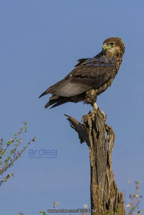 : 80192970 Tawny Eagle - on tree stump Masai Mara : 80192970 Tawny Eagle - on tree stump Masai Mara