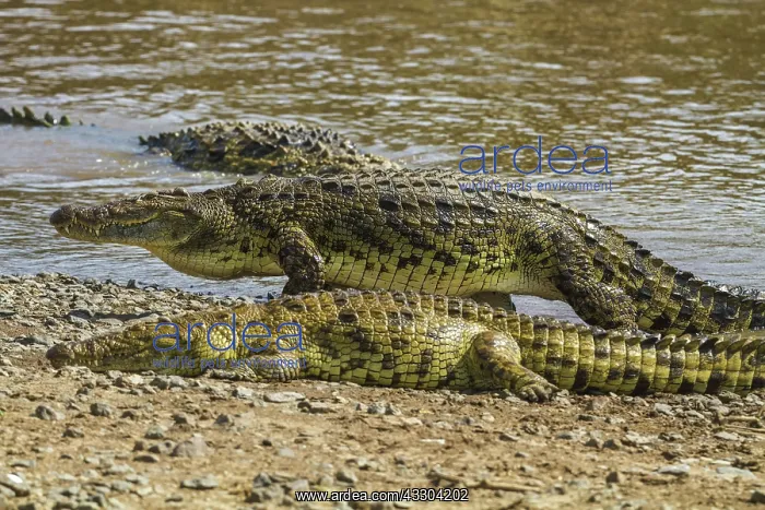 : 80192971 Nile Crocodiles - sunbathing by river Mara : 80192971 Nile Crocodiles - sunbathing by river Mara