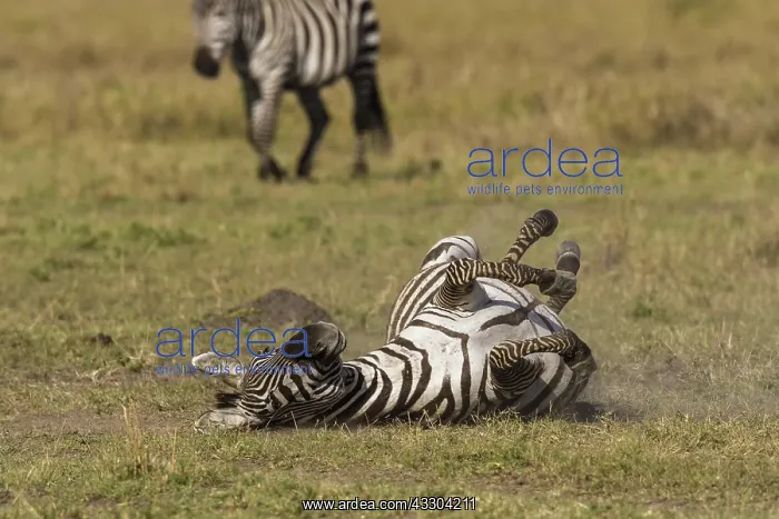 : 80192972 Plains / Common / Burchell's Zebra - dustbathing : 80192972 Plains / Common / Burchell's Zebra - dustbathing