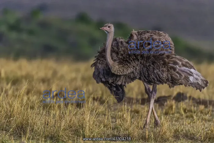 : 80192973 Ostrich - female Masai Mara, Kenya Struthio : 80192973 Ostrich - female Masai Mara, Kenya Struthio