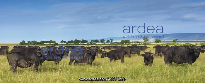: 80192976 African Buffalo - herd Masai Mara, Kenya : 80192976 African Buffalo - herd Masai Mara, Kenya