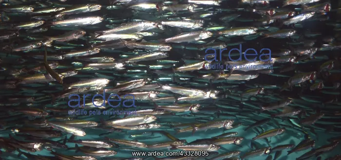 : 80192978 Californian Anchovy - shoaling fish eastern : 80192978 Californian Anchovy - shoaling fish eastern
