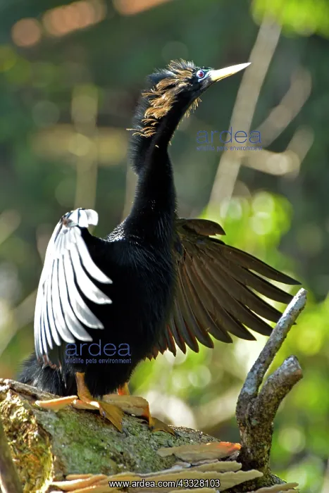 : 80192979 Anhinga / Snakebird - drying wings Tortuguero : 80192979 Anhinga / Snakebird - drying wings Tortuguero