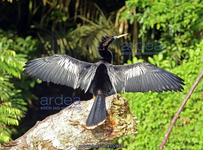 : 80192980 Anhinga / Snakebird - drying wings Tortuguero : 80192980 Anhinga / Snakebird - drying wings Tortuguero