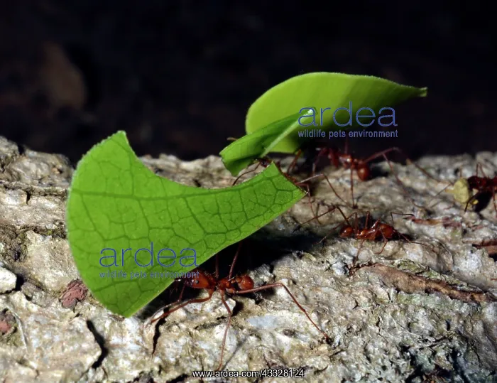 : 80192981 Leafcutter Ants - carrying leaf fragments : 80192981 Leafcutter Ants - carrying leaf fragments