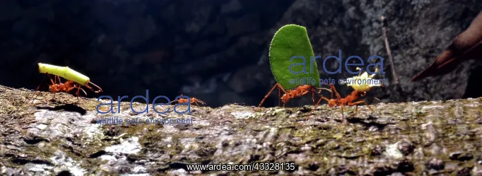  : 80192982 Leafcutter Ants - carrying leaf fragments