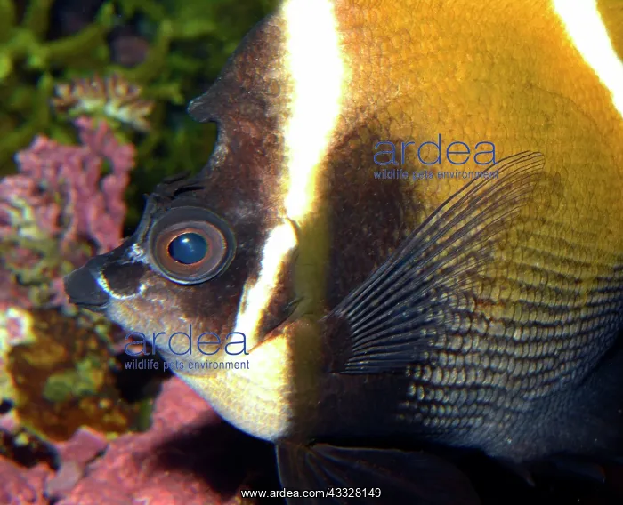  : 80192984 Banner Fish  /  Brown Heniochus Butterfly
