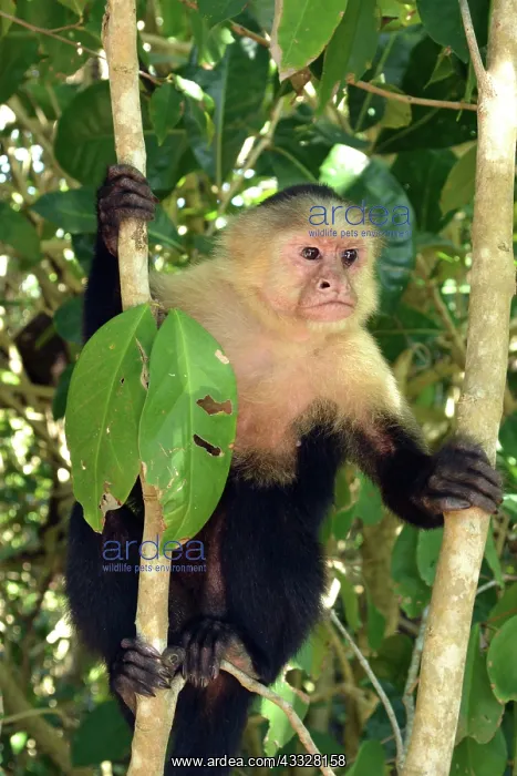 : 80192985 White-headed Capuchin Manuel Antonio National : 80192985 White-headed Capuchin Manuel Antonio National