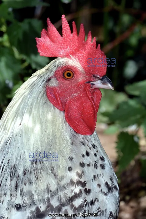 : 80192988 Cockerel - male ornamental fowl Gallus : 80192988 Cockerel - male ornamental fowl Gallus