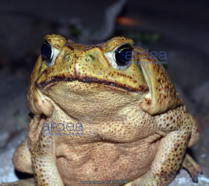 : 80192989 Marine Toad / Cane Toad - Pest species : 80192989 Marine Toad / Cane Toad - Pest species