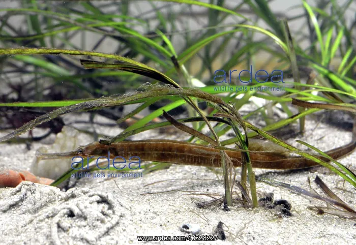 : 80192992 Pipefish - among eel grass UK and European : 80192992 Pipefish - among eel grass UK and European