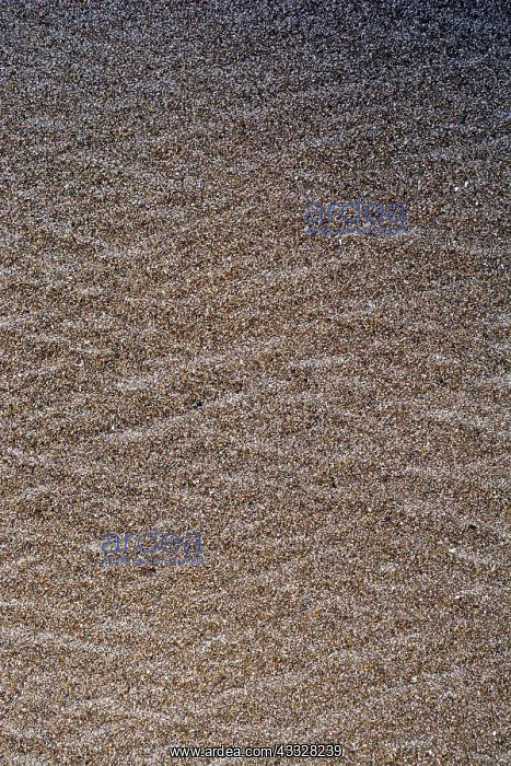 : 80192993 Sand - patterns in the sand left by receding : 80192993 Sand - patterns in the sand left by receding
