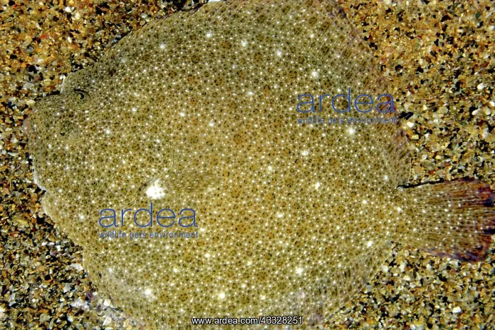  : 80192994 Turbot - Left-eyed  /  Right-sided flatfish