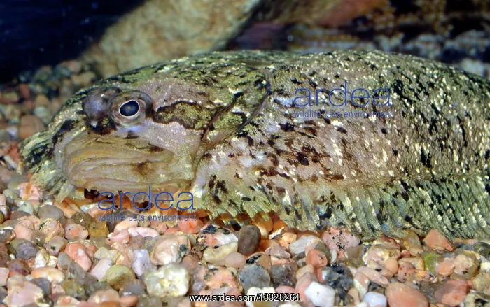 : 80192995 Topknot - Left-eyed / Right-sided flatfish : 80192995 Topknot - Left-eyed / Right-sided flatfish