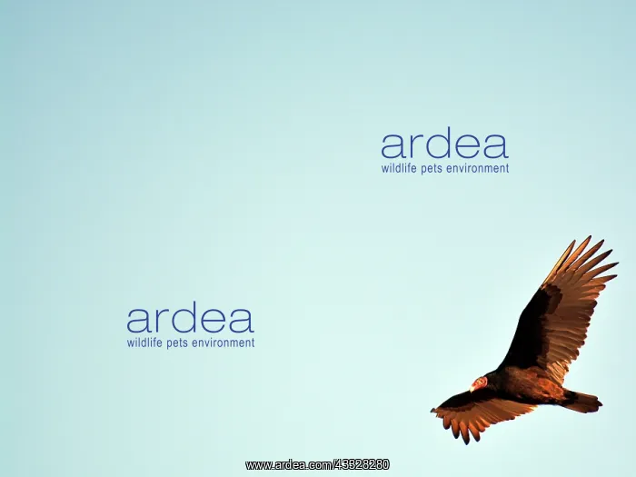 : 80192996 Turkey Vulture - in flight Texas, USA Cathartes : 80192996 Turkey Vulture - in flight Texas, USA Cathartes