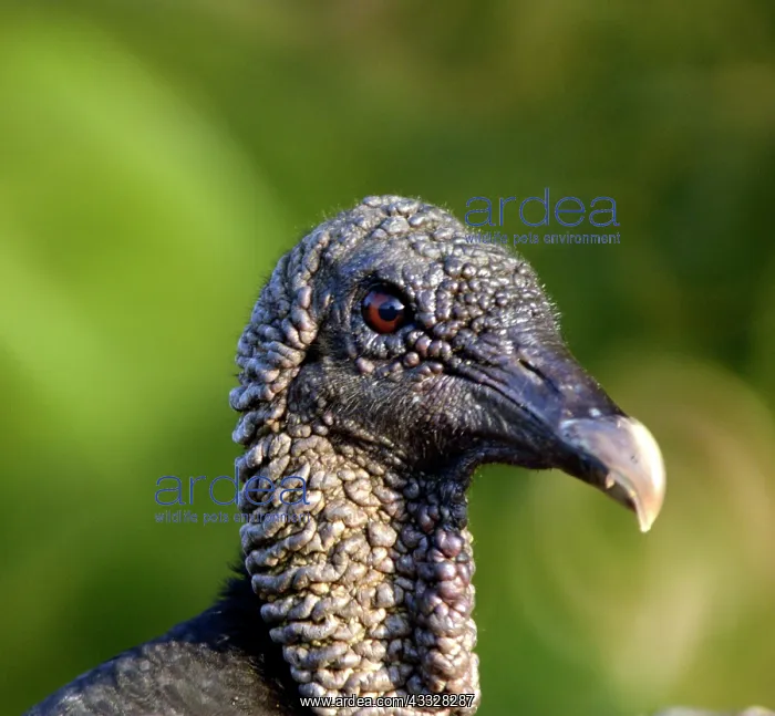 : 80192997 Black Vulture widespread in the Americas : 80192997 Black Vulture widespread in the Americas