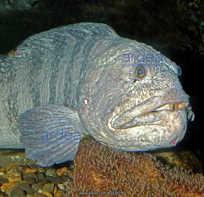  : 80192998 Wolf-fish North-west European seas Anarhichas