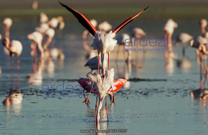 : 80193188 Greater Flamingo - mating pair Laguna de : 80193188 Greater Flamingo - mating pair Laguna de