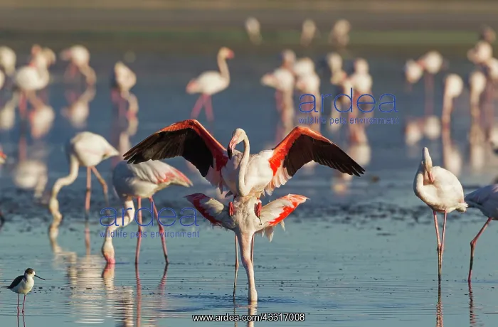 : 80193189 Greater Flamingo - mating pair Laguna de : 80193189 Greater Flamingo - mating pair Laguna de