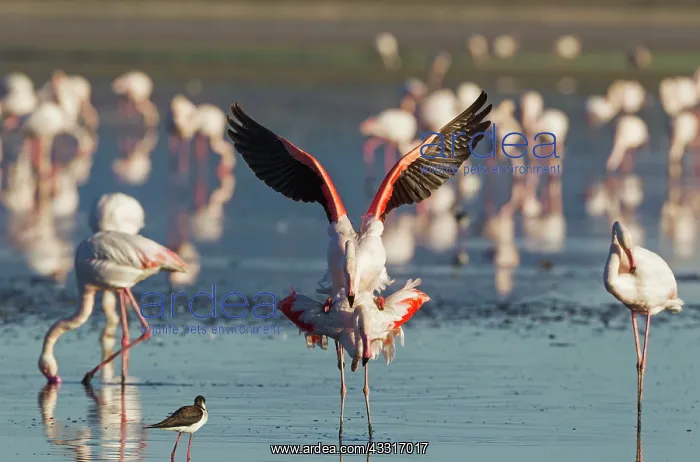 : 80193190 Greater Flamingo - mating pair Laguna de : 80193190 Greater Flamingo - mating pair Laguna de