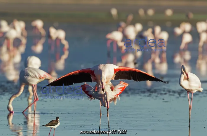 : 80193191 Greater Flamingo - mating pair Laguna de : 80193191 Greater Flamingo - mating pair Laguna de