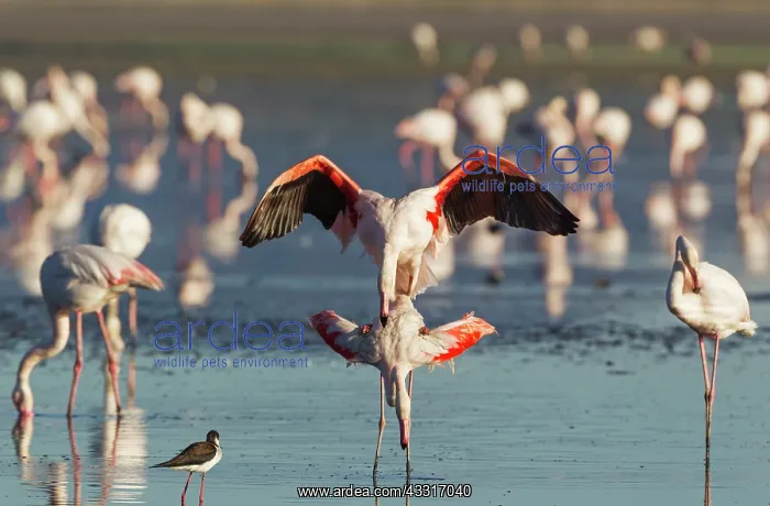 : 80193192 Greater Flamingo - mating pair Laguna de : 80193192 Greater Flamingo - mating pair Laguna de