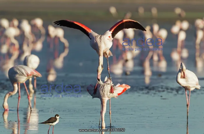 : 80193193 Greater Flamingo - mating pair Laguna de : 80193193 Greater Flamingo - mating pair Laguna de