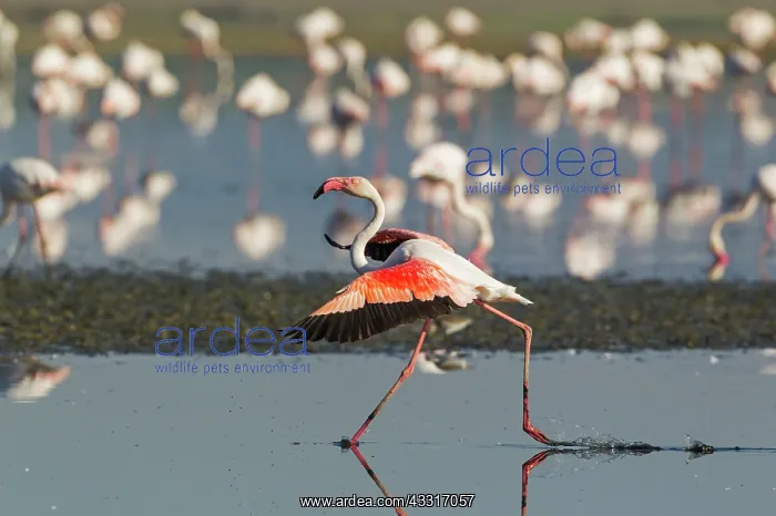 : 80193194 Greater Flamingo Laguna de Fuente de Piedra : 80193194 Greater Flamingo Laguna de Fuente de Piedra