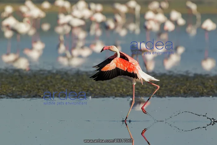 : 80193195 Greater Flamingo Laguna de Fuente de Piedra : 80193195 Greater Flamingo Laguna de Fuente de Piedra