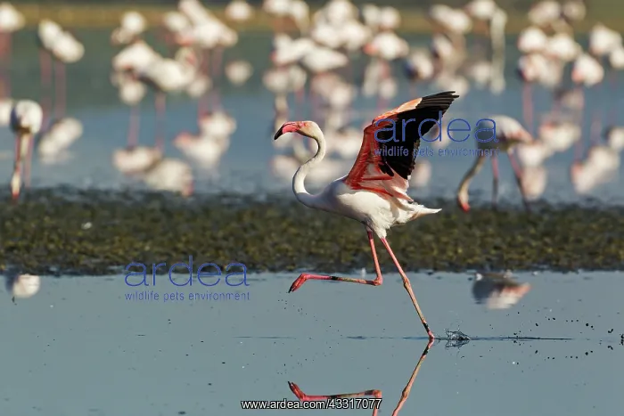 : 80193196 Greater Flamingo Laguna de Fuente de Piedra : 80193196 Greater Flamingo Laguna de Fuente de Piedra